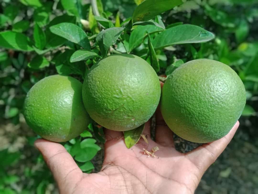 Kheti Kisani : कम लागत में कमाये ज्यादा मुनाफा इस फल की खेती करके ,जानिये फल का नाम और लाभ