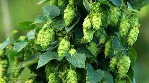 hop shoots vegetable: इस सब्जी खाने पर सैकड़ो बीमारिया होंगी दूर , होती है पौष्टिक जानिए सब्जी का नाम