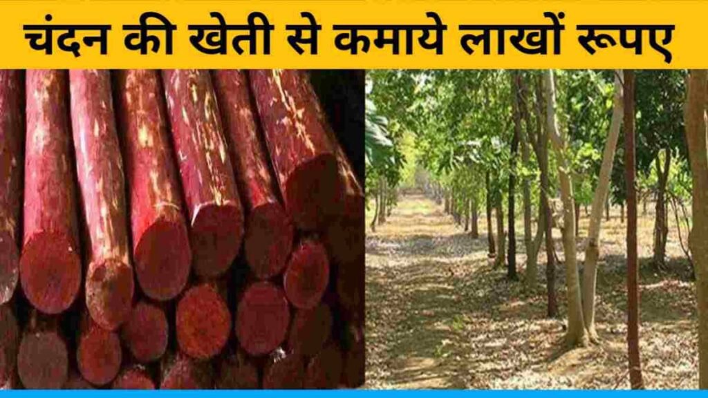 लाल चन्दन की खेती सिर्फ 1 एकड़ में कर कमाये लाखो-करोड़ो एक पेड़ की कीमत के आगे फेल है मर्सिडीज की कीमत भी, जानिए