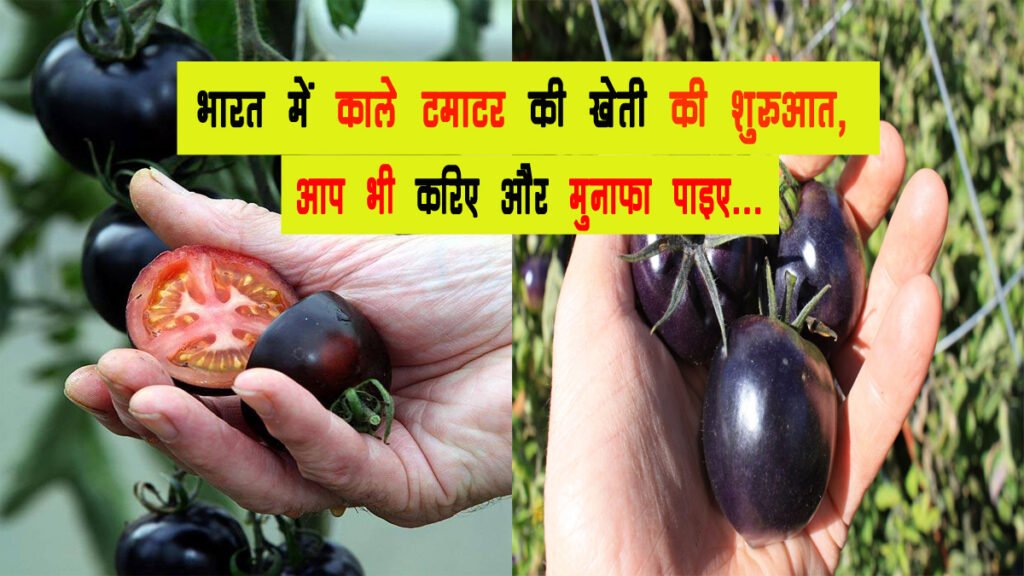 काले टमाटर की खेती करके किसान कम लागत में अधिक कमाई कर सकते है , जानिए कैसे