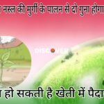 Fertilizer and Urea - Farmers should not use urea with this fertilizer even by mistake.