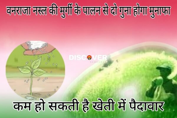Fertilizer and Urea - Farmers should not use urea with this fertilizer even by mistake.