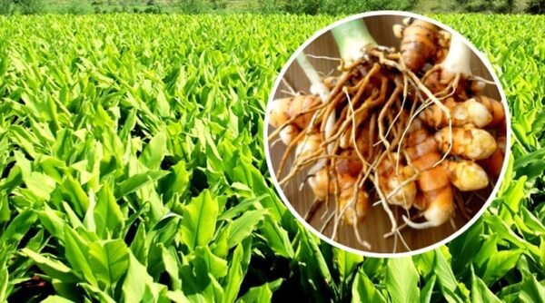 Haldi Ki Kheti - Farmers can become rich by cultivating turmeric.