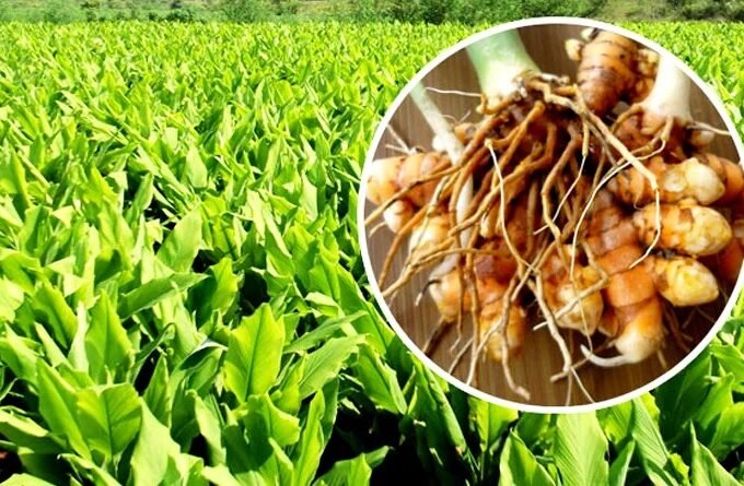 Haldi Ki Kheti - Farmers can become rich by cultivating turmeric.