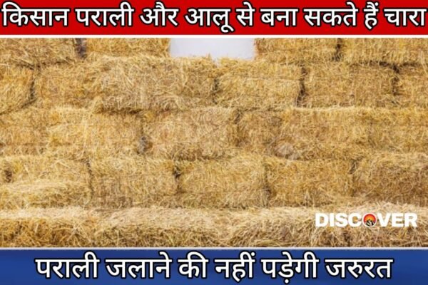 Kheti Kisani - Farmers can make fodder for their animals from stubble and potatoes.