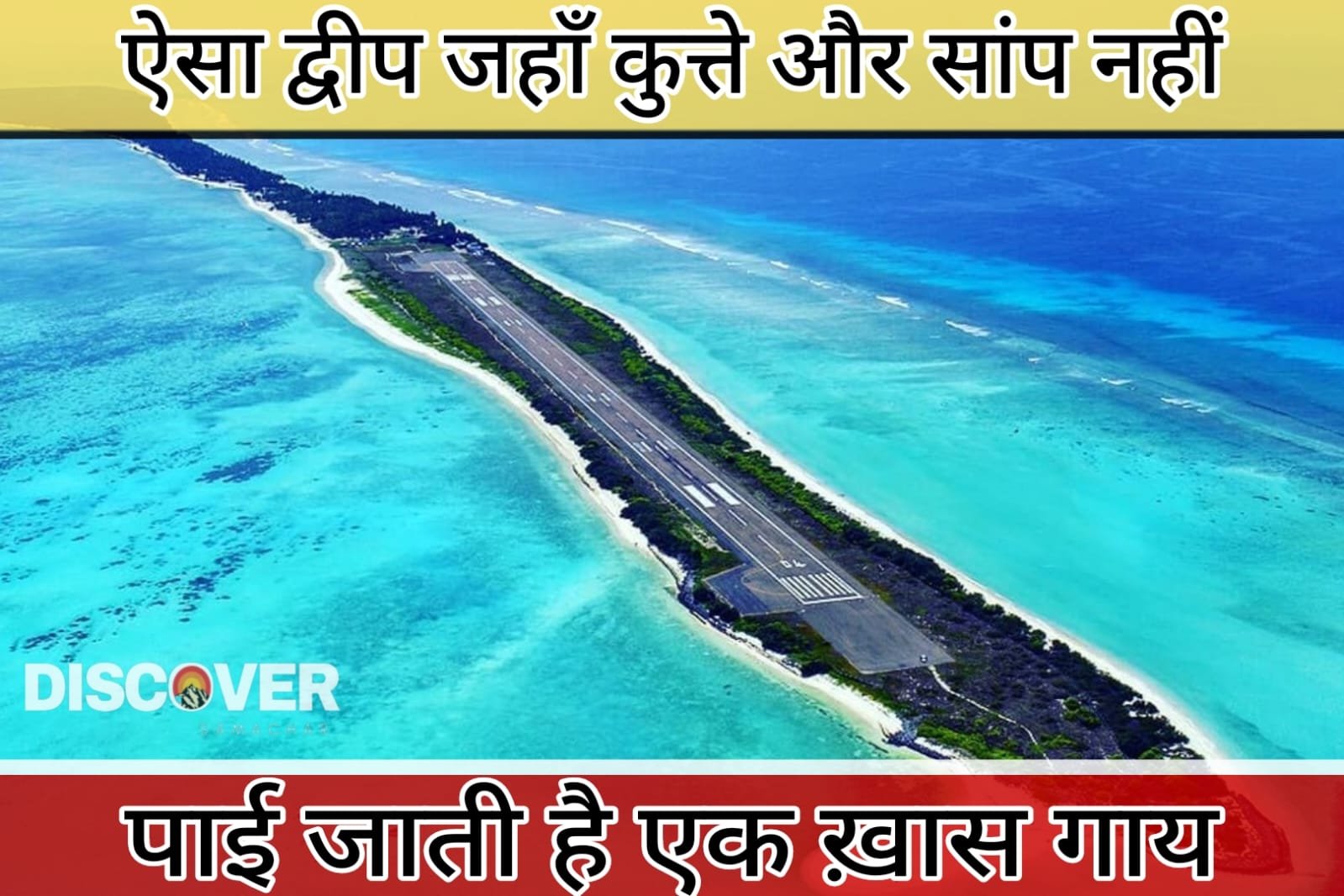 Lakshadweep Facts - An island where there are no dogs and snakes but a special cow is found