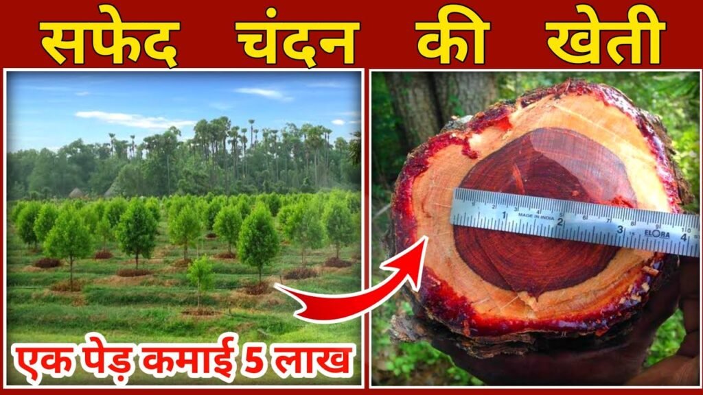 लाल चन्दन की खेती सिर्फ 1 एकड़ में कर कमाये लाखो-करोड़ो एक पेड़ की कीमत के आगे फेल है मर्सिडीज की कीमत भी, जानिए