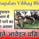 Pashupalan Vibhag Bharti - Good opportunity to get job in Animal Husbandry Department.