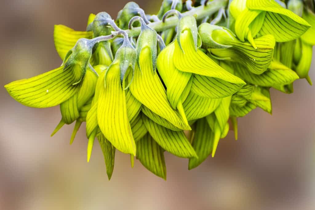 Green birdflower: पक्षी की छवी का है ये अनूठा पौधा, पाए जाते है ऐसे गुण की 80 साल में भी आएगा 30 साल का जोश