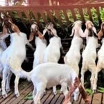 Bakri Yojana - 'Bakri Yojana' started again for the unemployed in this state