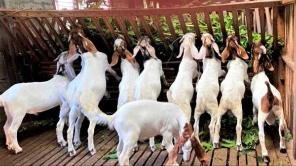 Bakri Yojana - 'Bakri Yojana' started again for the unemployed in this state