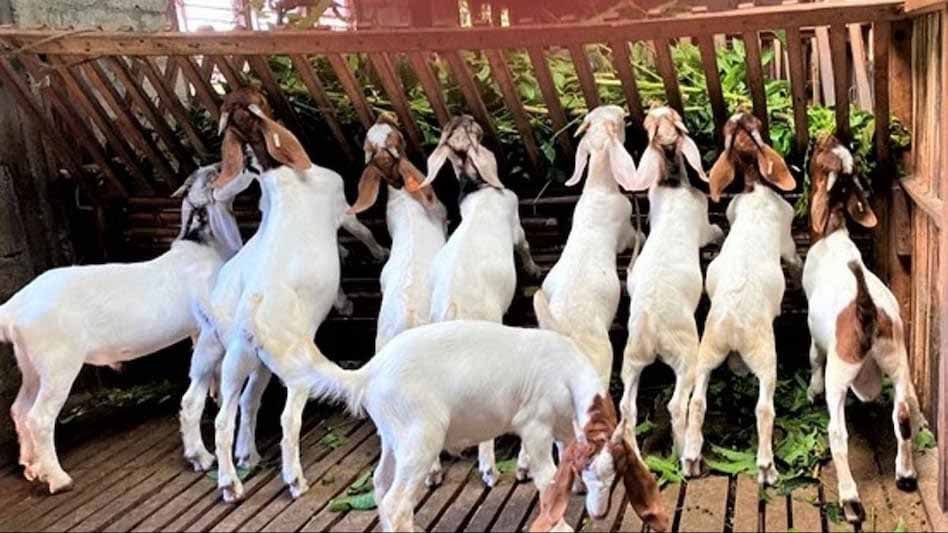 Bakri Yojana - 'Bakri Yojana' started again for the unemployed in this state