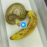 Snake Ka Video - A person started picking up a snake thinking it was a banana, you will be breathless after watching the video