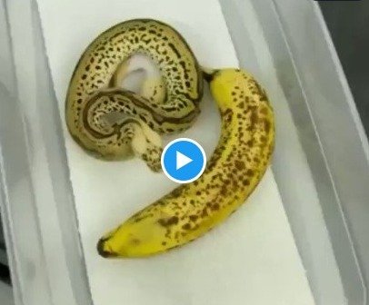 Snake Ka Video - A person started picking up a snake thinking it was a banana, you will be breathless after watching the video