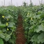 Kheti Kisani - Farmers are becoming rich by leaving traditional farming and cultivating this vegetable.