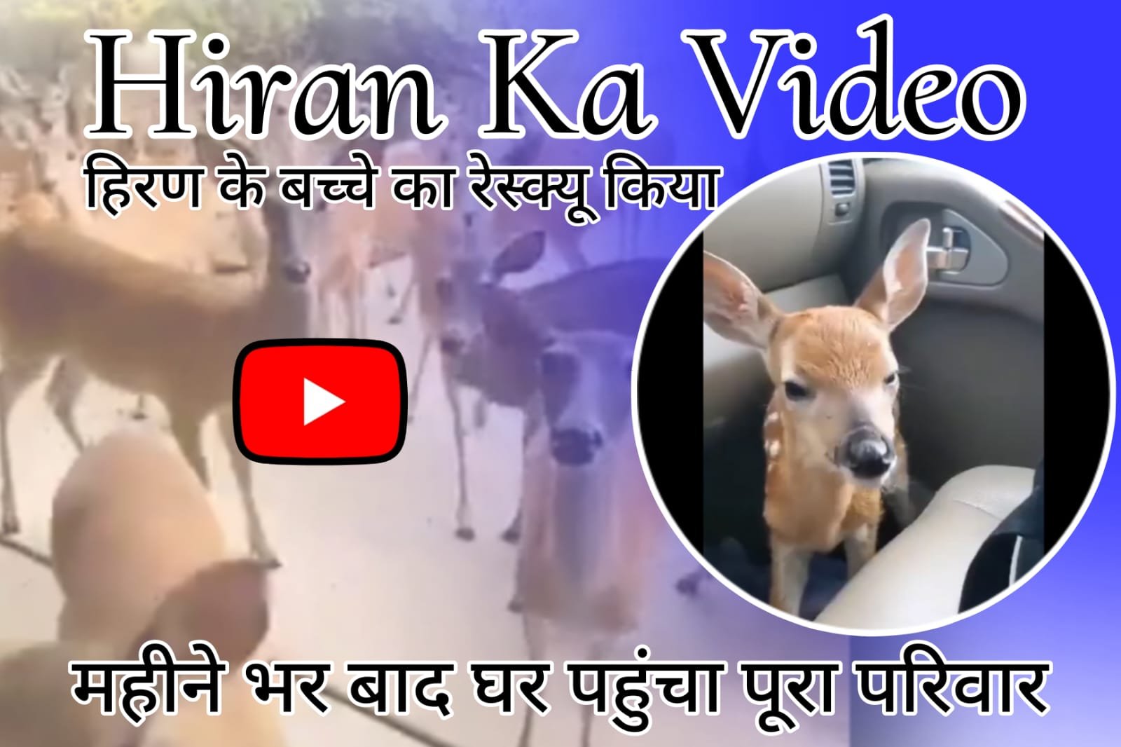 Hiran Ka Video - Man's generosity rescued deer baby, whole family reached home after a month