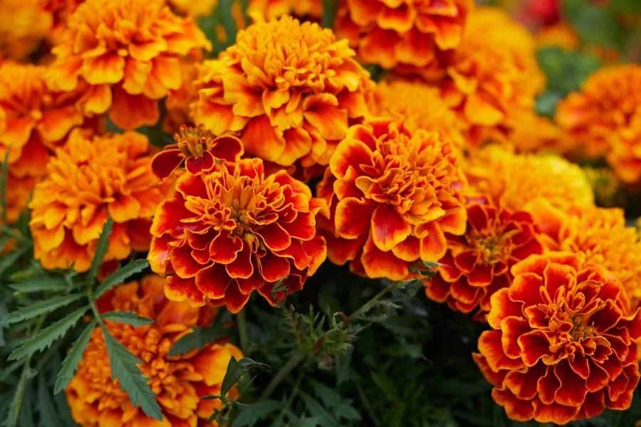 Marigold plant Tips - Bring back life to withered plants with these easy methods