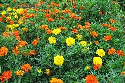 kheti kisani : इन फूलों की खेती करके किसान कमा रहे है लाखों रुपये , जाने इस खेती से जुड़ी डिटेल्स