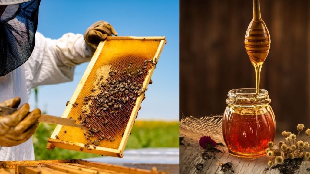 Bee Farming : कम पैसो में शुरू करे मधुमक्खी पालन का व्यवसाय, महीनो में कमाये लाखो रुपये ,जाने पूरी जानकारी