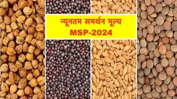 MSP Price - Government has decided the MSP of wheat, mustard and gram, know from when will the purchase be done