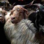 Tibbati Bakri - China is preparing an army of Tibetan goats in the lab