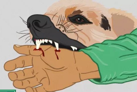 Betul News | Mad dog bit 10 to 12 people