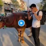 Buffalo Video | This person was seen riding a buffalo happily on the road