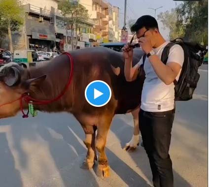 Buffalo Video | This person was seen riding a buffalo happily on the road