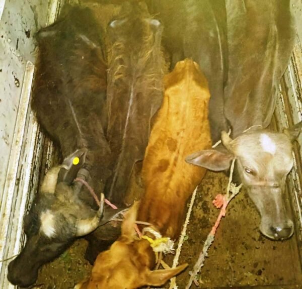 Betul News | Villagers caught pickup full of cattle