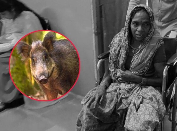 Wild Pig Attack Woman injured in pig attack