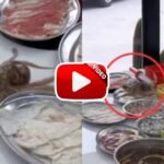 Video of Octopus walking on plate on dining table goes viral