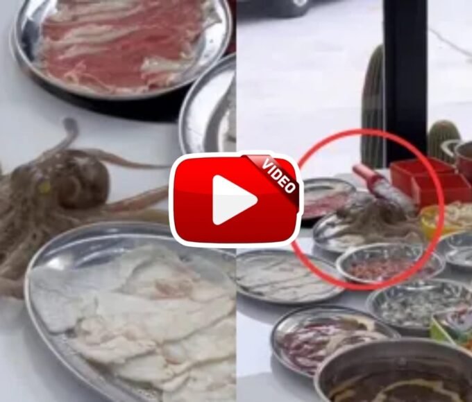 Video of Octopus walking on plate on dining table goes viral