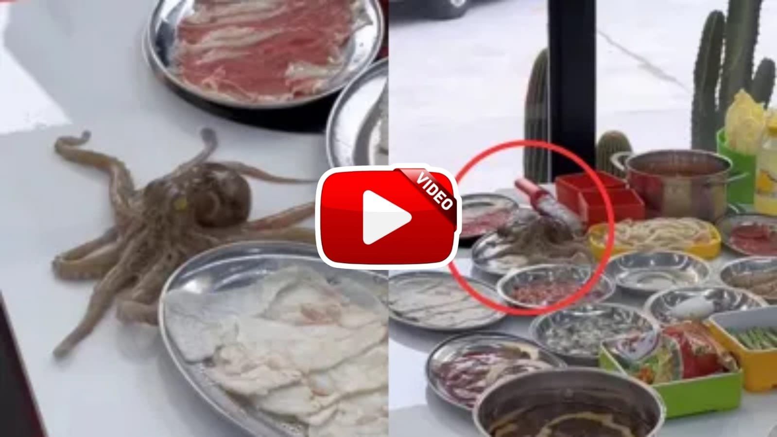 Video of Octopus walking on plate on dining table goes viral