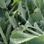 मध्यप्रदेश में मकर संक्रांति पर