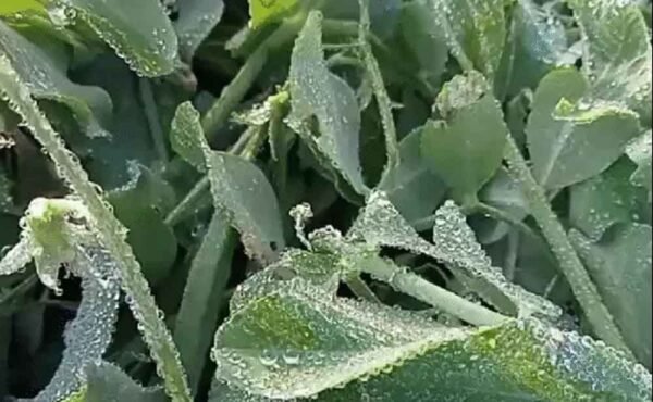 मध्यप्रदेश में मकर संक्रांति पर