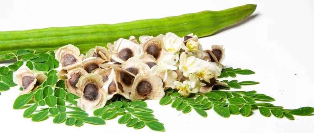 मोरिंगा के पत्तों के प्रमुख