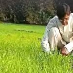 Varieties: बीमारियों से बचाने लगाई गेहूं की 36 किस्में