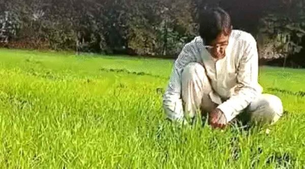 Varieties: बीमारियों से बचाने लगाई गेहूं की 36 किस्में