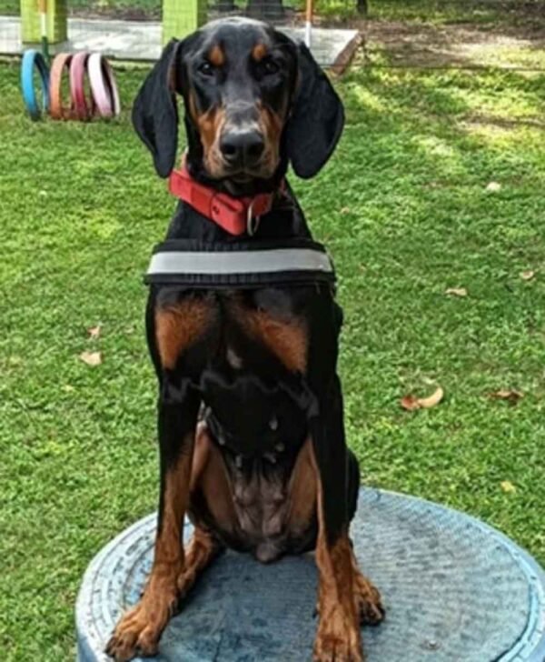 पालतू श्वानों (कुत्तों) और बिल्लियों के