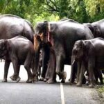 रातापानी टाइगर रिजर्व और असम