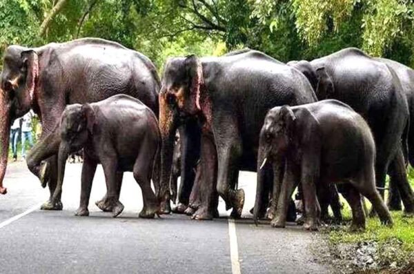 रातापानी टाइगर रिजर्व और असम