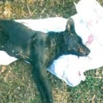 निजी स्कूल की बस की टक्कर