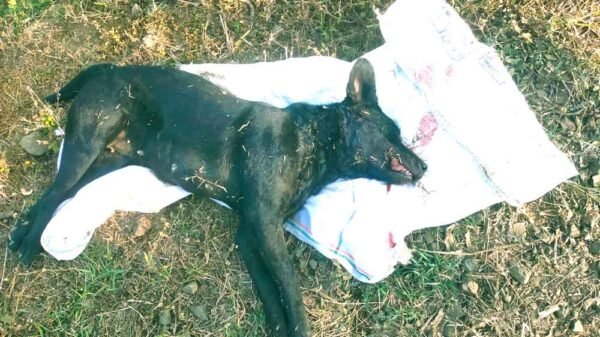 निजी स्कूल की बस की टक्कर