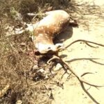 वाहन से टकराए