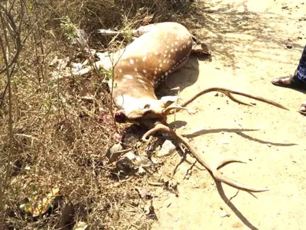 वाहन से टकराए