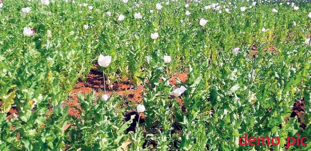 धसेड़ में डेढ़ एकड़