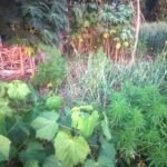 पुलिस ने पकड़े