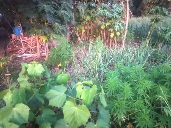 पुलिस ने पकड़े