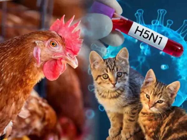 छिंदवाड़ा में बर्ड फ्लू का खतरा: