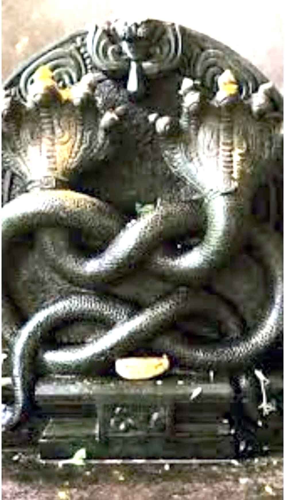 पदमिनी गंगा, नाग देवी मंदिर के